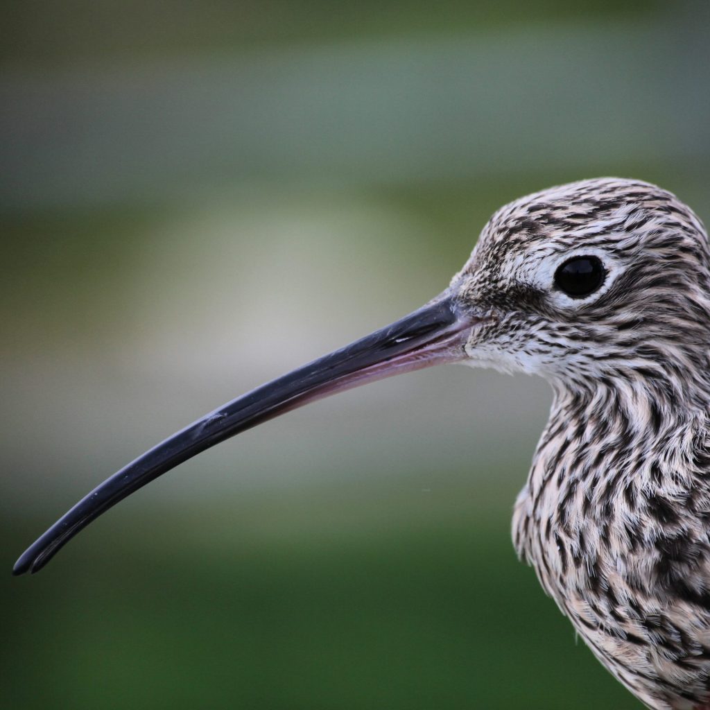 Eurasian Curlew Photo: Luke Lambert